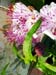 w2caper_flower2