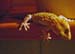 w2golden_gecko1