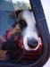 w2window_dog