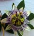 w2wow_flower