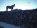 y2shadow_horse